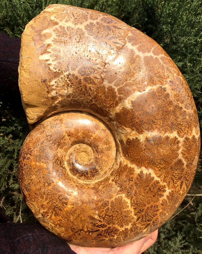 Natural Huge Ammonite/from Madagascar/Perisphinctes Jurassic Period/Rock Mineral Specimen/Fossil Collection