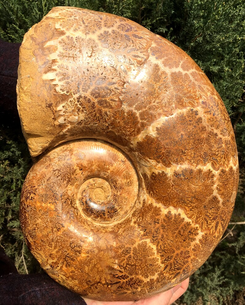 Natural Huge Ammonite/from Madagascar/Perisphinctes Jurassic Period/Rock Mineral Specimen/Fossil Collection