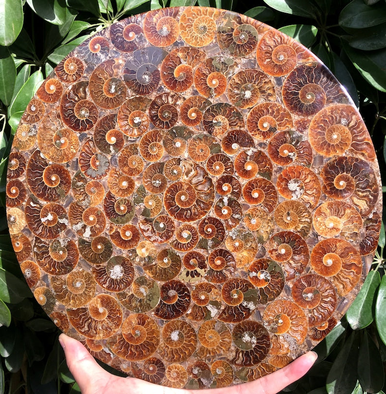 Ammonite Shell Jurassic Fossil Disk from Madagascar/110 million year old fossil Dinosaur home decoration