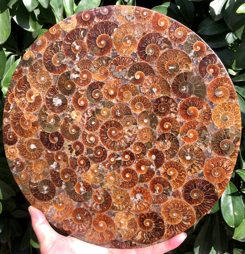 Ammonite Shell Jurassic Fossil Disk from Madagascar/110 million year old fossil Dinosaur home decoration