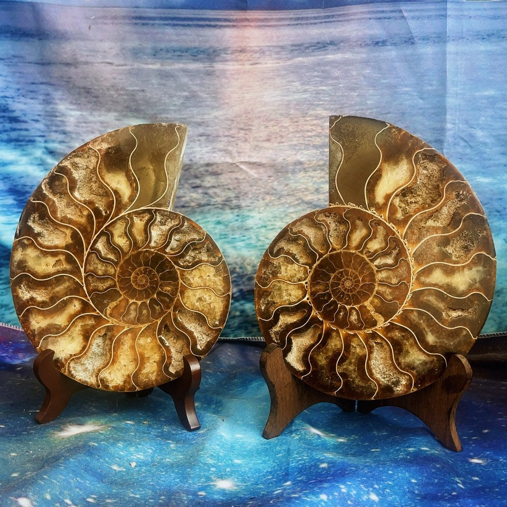 1576G Natural Ammonite Fossil Conch Fossil Fossil Specimen Madagascar 3