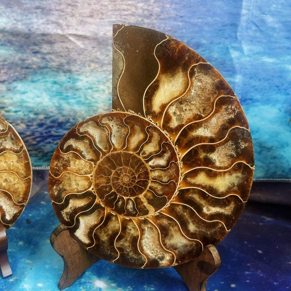 1576G Natural Ammonite Fossil Conch Fossil Fossil Specimen Madagascar 3