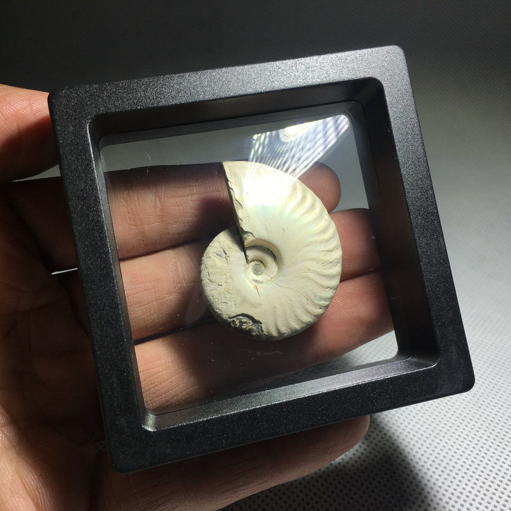 Spécimen de conque fossile d'ammonite naturelle, cristal de guérison, 1 pièce