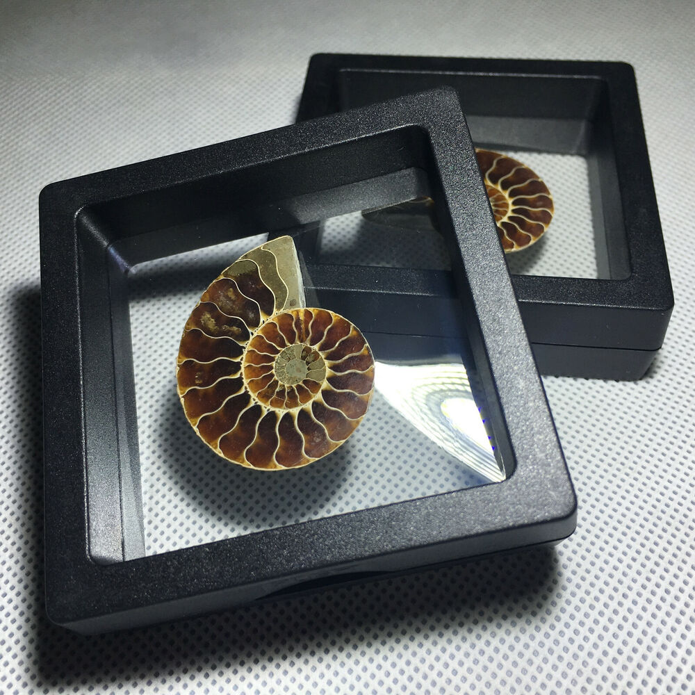 Spécimen de conque fossile d'ammonite naturelle, cristal de guérison, 1 pièce