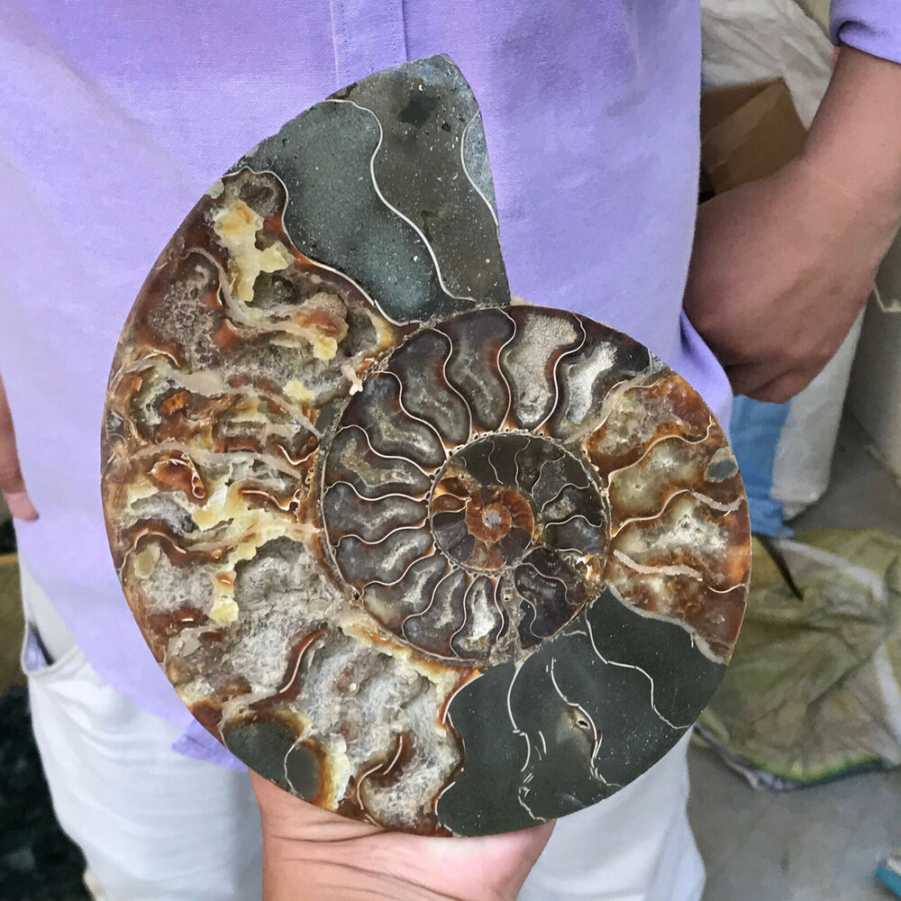 1LB+ Natural ammonite fossil conch crystal specimen healing care