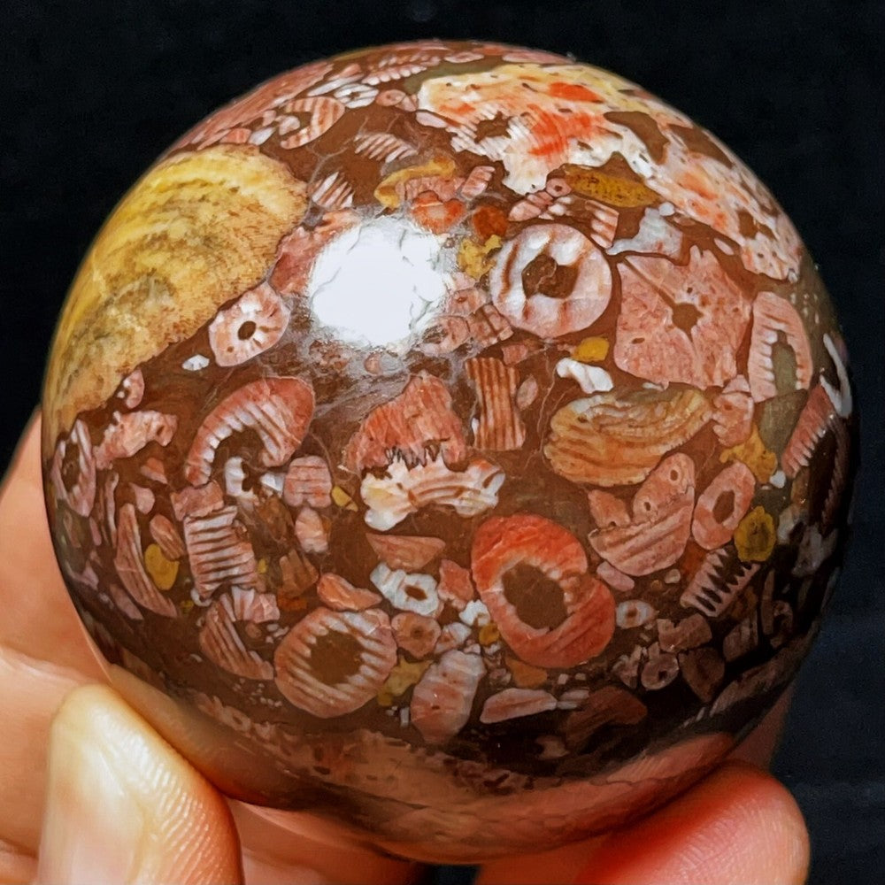 283G Natural Colorful Agate And Shell Symbiotic Sphere/Ball Healing