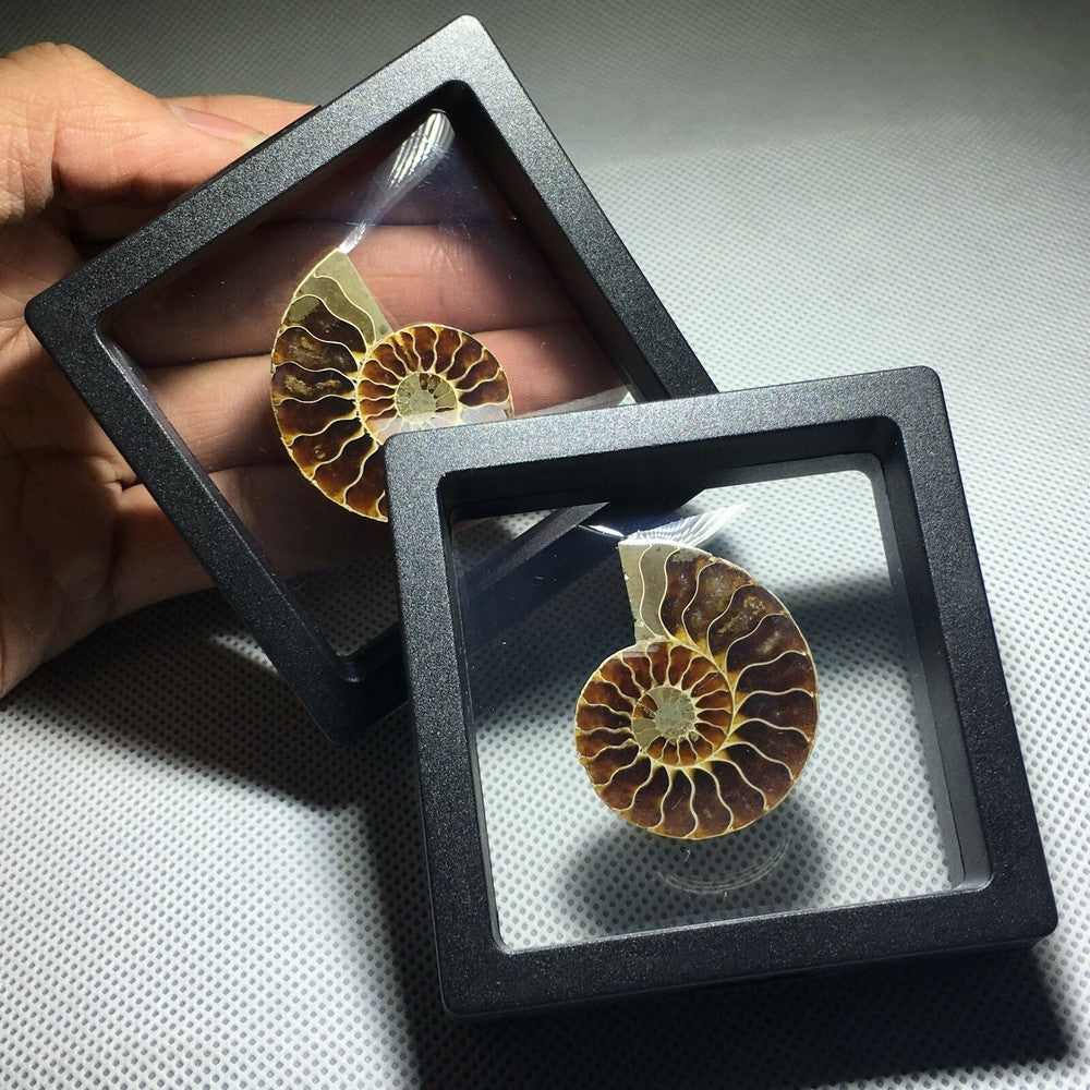 Spécimen de conque fossile d'ammonite naturelle, cristal de guérison, 1 pièce
