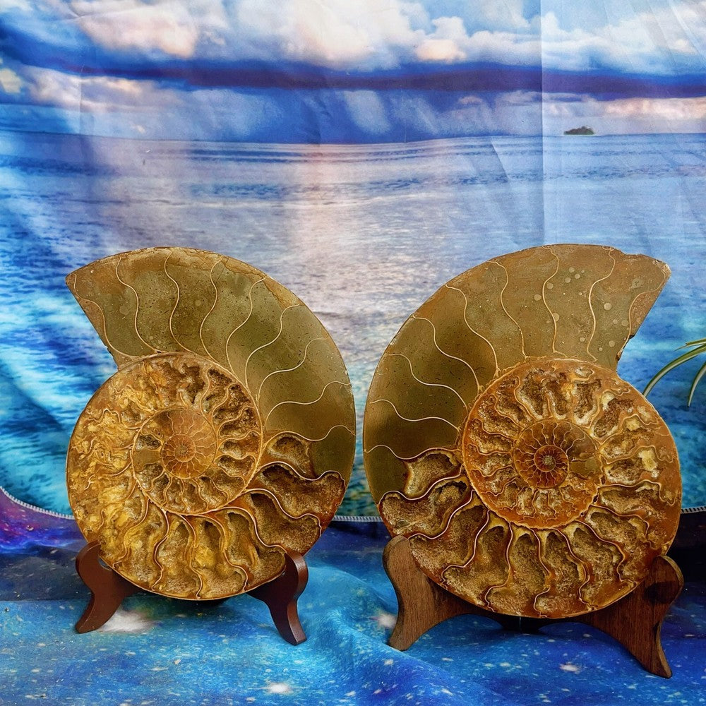 1820G Natural Ammonite Fossil Conch Fossil Fossil Specimen Madagascar 2