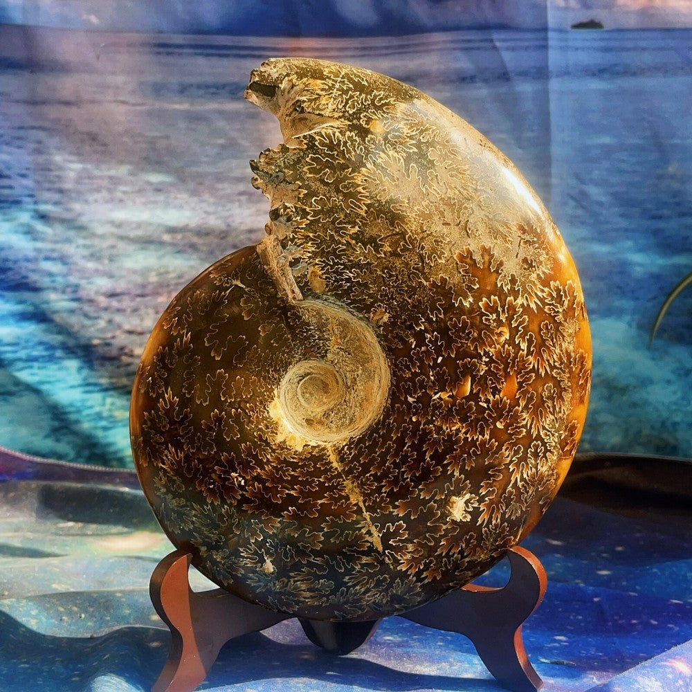 Spécimen fossile d'ammonite naturelle de 1686 g, fossile de conque, Madagascar