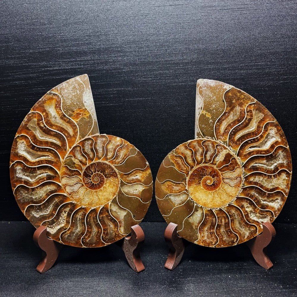 738G Natural Polished Ammonite Crystal Madagascar