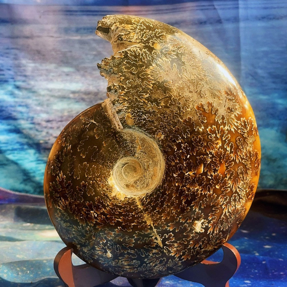 Spécimen fossile d'ammonite naturelle de 1686 g, fossile de conque, Madagascar