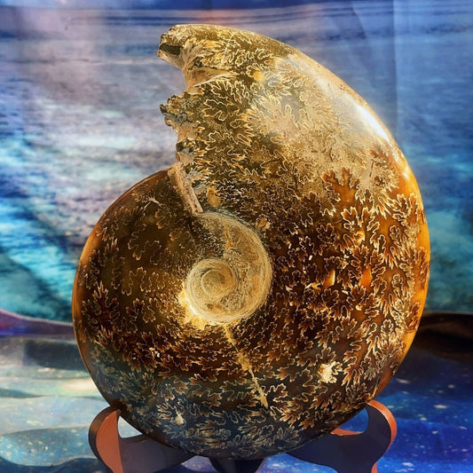Spécimen fossile d'ammonite naturelle de 1686 g, fossile de conque, Madagascar