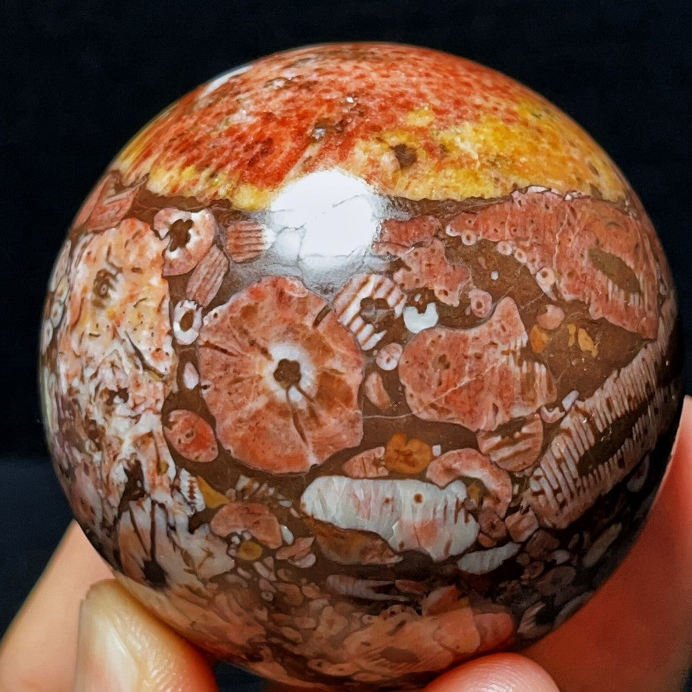 283G Natural Colorful Agate And Shell Symbiotic Sphere/Ball Healing