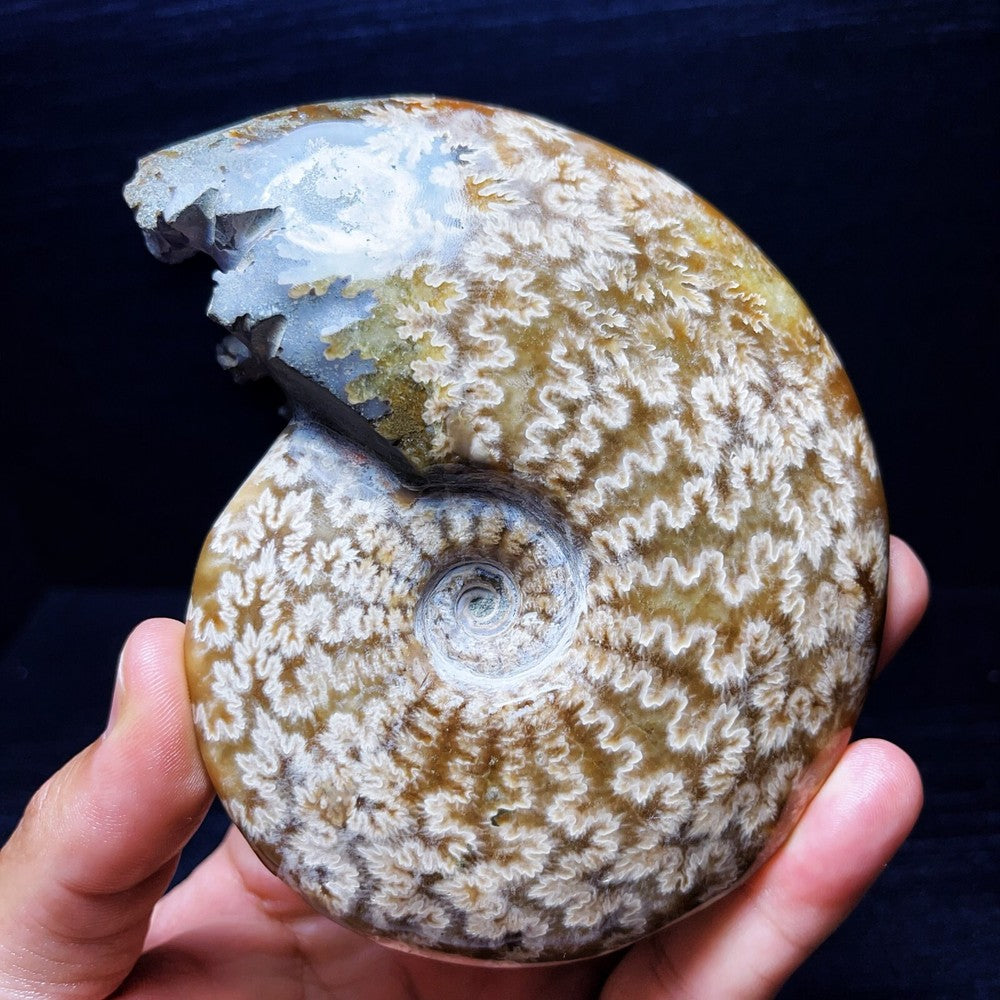 479G Natural Polished Ammonite Crystal Madagascar