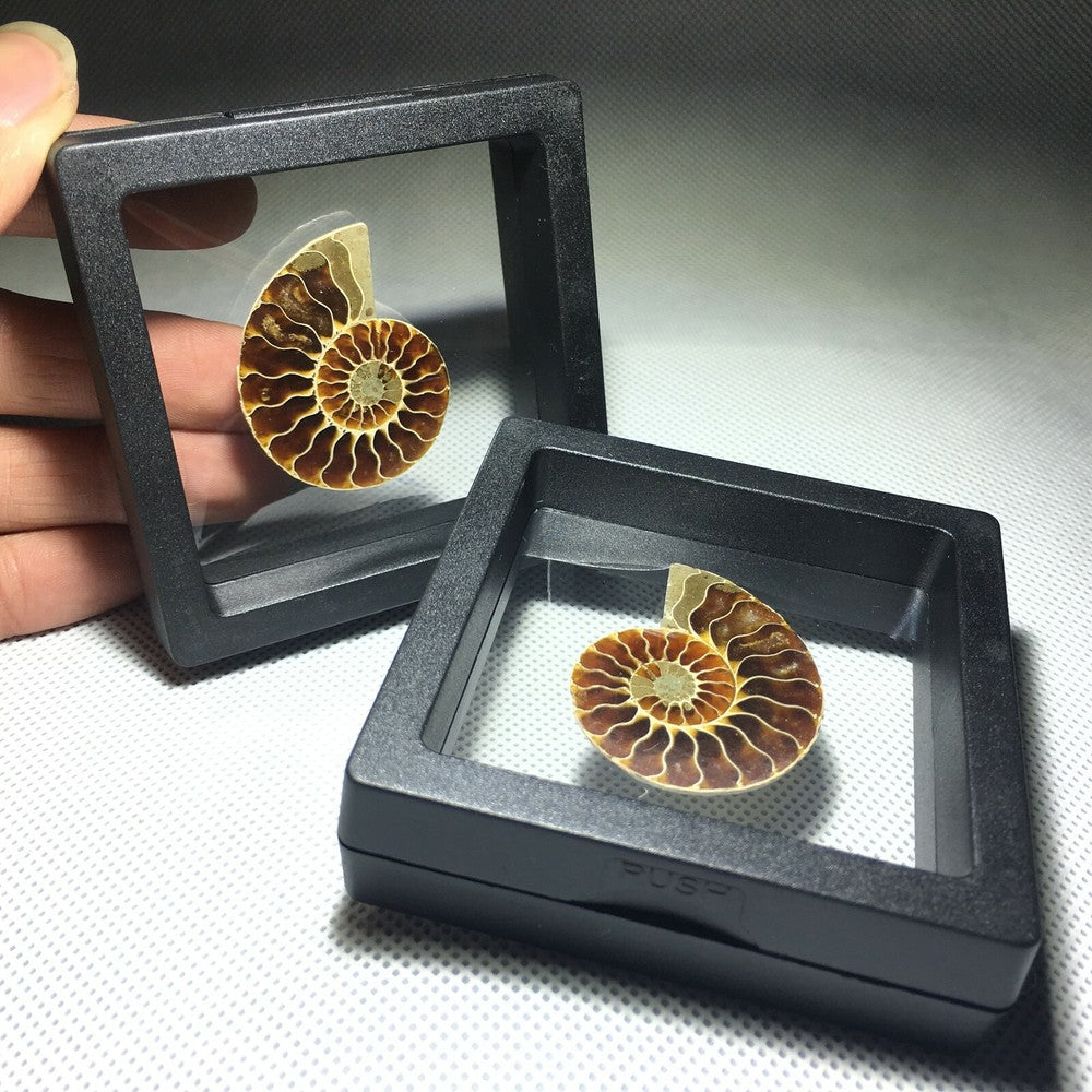 Spécimen de conque fossile d'ammonite naturelle, cristal de guérison, 1 pièce