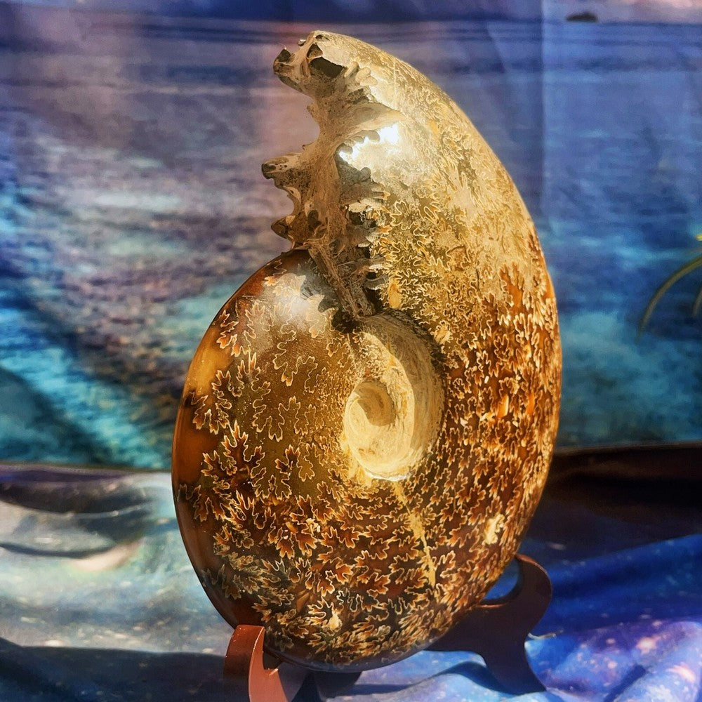 Spécimen fossile d'ammonite naturelle de 1686 g, fossile de conque, Madagascar