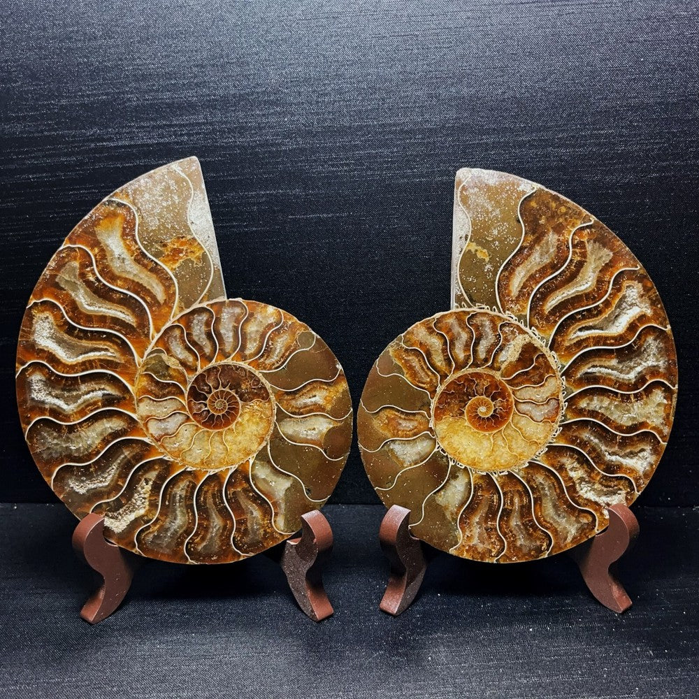 738G Natural Polished Ammonite Crystal Madagascar