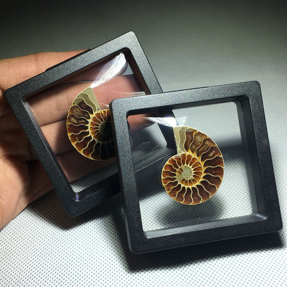 Spécimen de conque fossile d'ammonite naturelle, cristal de guérison, 1 pièce