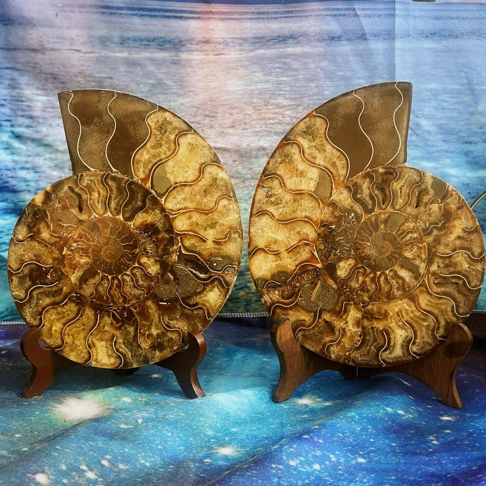 1900G Natural Ammonite Fossil Conch Fossil Fossil Specimen Madagascar 4