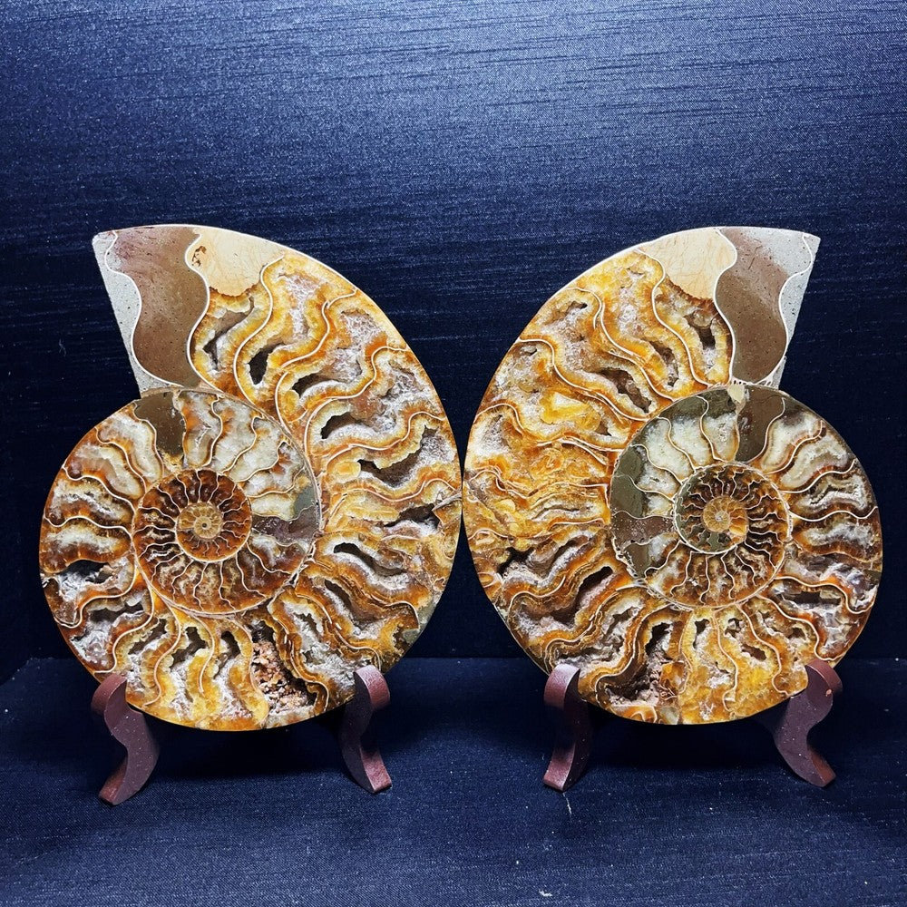 920G A Pair Natural Polished Ammonite Fossil Crystal Madagascar