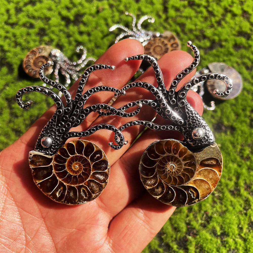 Broche de guérison en fossile d'ammonite naturelle, spécimen de conque, 1 pièce