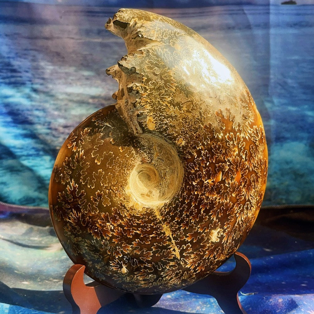 Spécimen fossile d'ammonite naturelle de 1686 g, fossile de conque, Madagascar