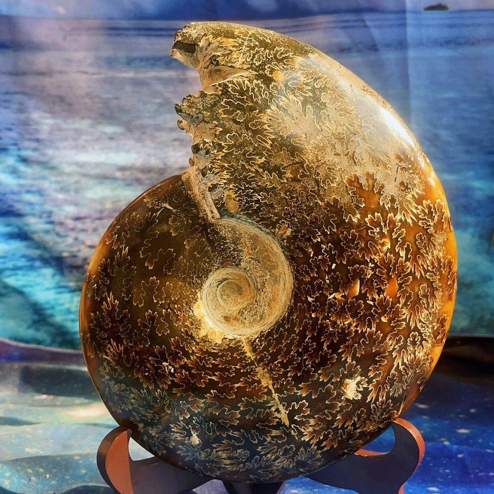 Spécimen fossile d'ammonite naturelle de 1686 g, fossile de conque, Madagascar