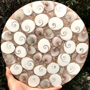 Shell Shell Jurassic Fossil Disk Half CUT w / from Madagascar/110 million year old fossil Dinosaur