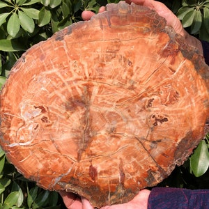 Petrified Wood Stone/petrified wood slice/Wood fossil slab/mineral specimen/fossilized wood