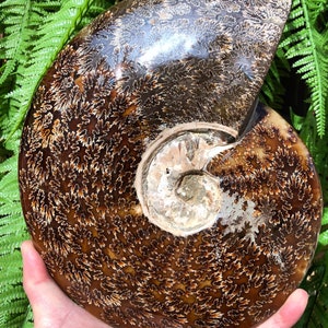 Natural Fine polishing Ammonite / Whole Ammonite Fossil / Authentic Ammonite Fossil Fossil Collection