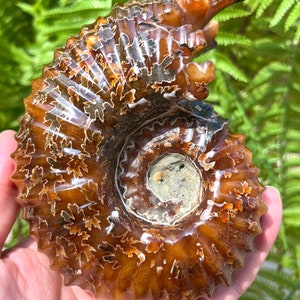 Natural Rare Douvilleiceras/Ammonite/Goat Horn Fossil/Shell Stone/Rock Mineral Specimen/Home Decor