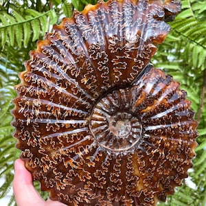 Natural Fine polishing Ammonite ,Authentic Ammonite Fossil / Prehistoric Fossil / Nautilus Shell/Fossil Collection