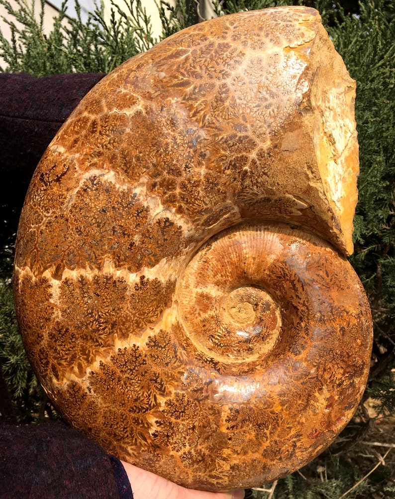 Natural Huge Ammonite/from Madagascar/Perisphinctes Jurassic Period/Rock Mineral Specimen/Fossil Collection