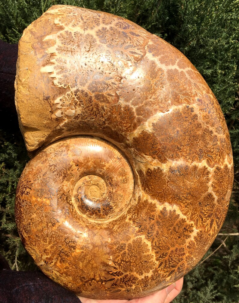 Natural Huge Ammonite/from Madagascar/Perisphinctes Jurassic Period/Rock Mineral Specimen/Fossil Collection