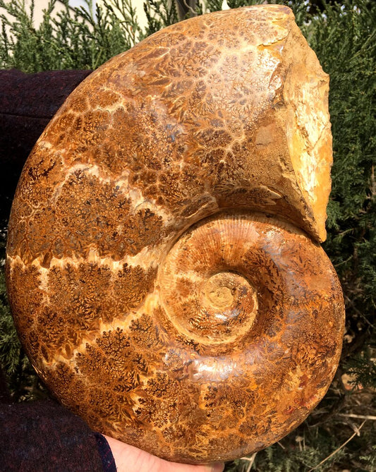 Natural Huge Ammonite/from Madagascar/Perisphinctes Jurassic Period/Rock Mineral Specimen/Fossil Collection