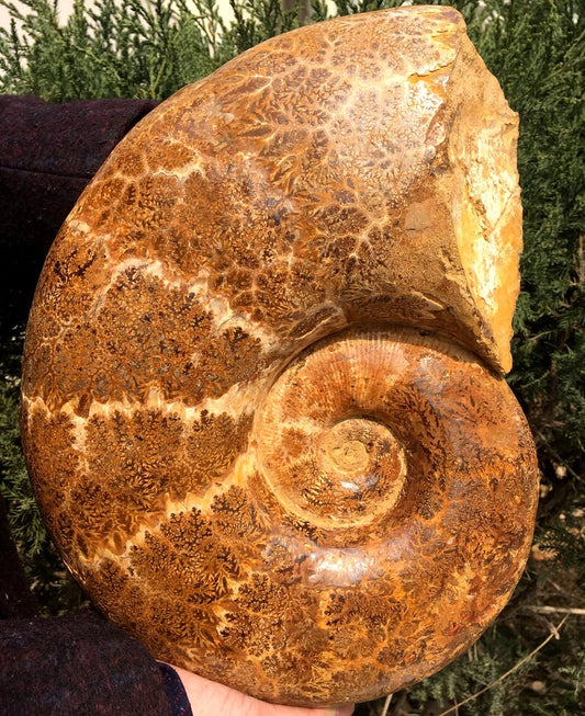 Natural Huge Ammonite/from Madagascar/Perisphinctes Jurassic Period/Rock Mineral Specimen/Fossil Collection