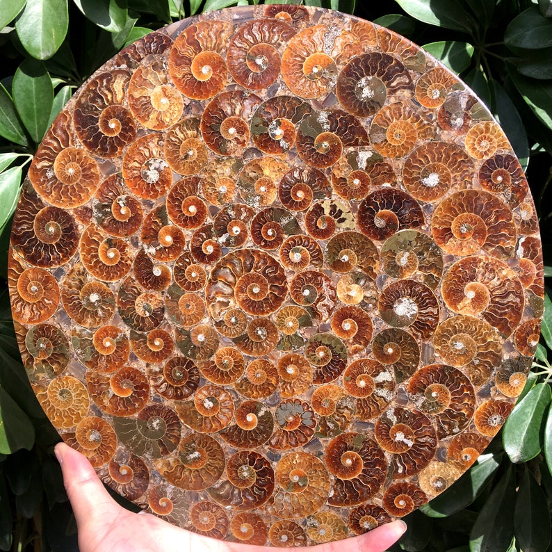 Ammonite Shell Jurassic Fossil Disk from Madagascar/110 million year old fossil Dinosaur home decoration