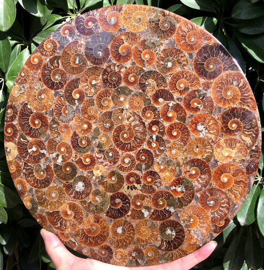 Ammonite Shell Jurassic Fossil Disk from Madagascar/110 million year old fossil Dinosaur home decoration