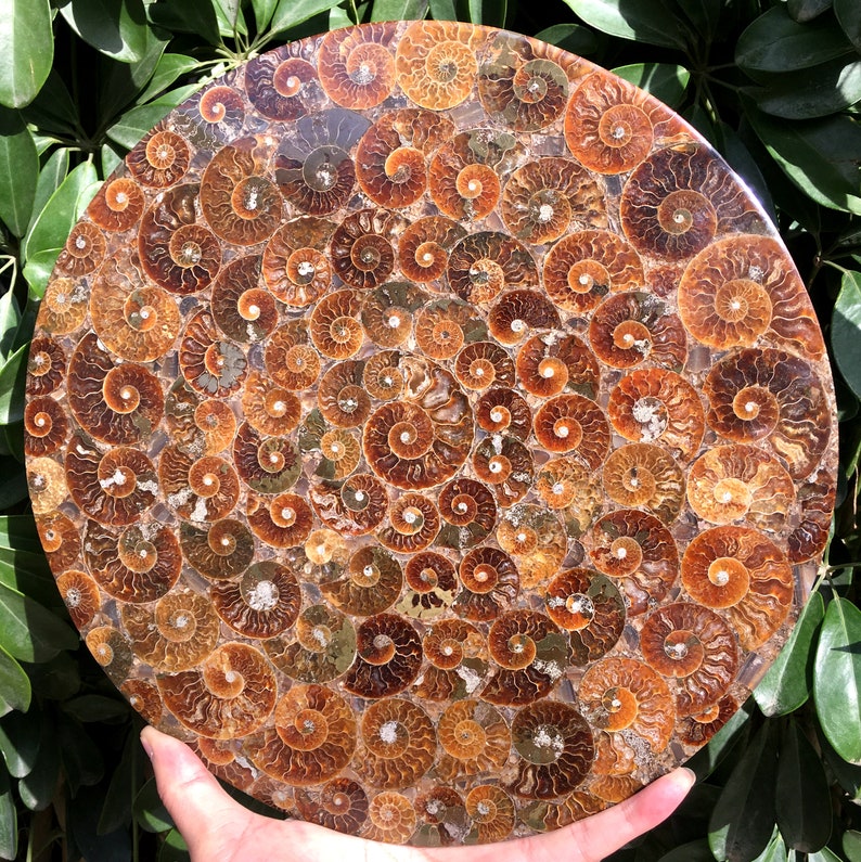 Ammonite Shell Jurassic Fossil Disk from Madagascar/110 million year old fossil Dinosaur home decoration