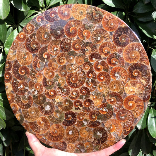 Ammonite Shell Jurassic Fossil Disk from Madagascar/110 million year old fossil Dinosaur home decoration