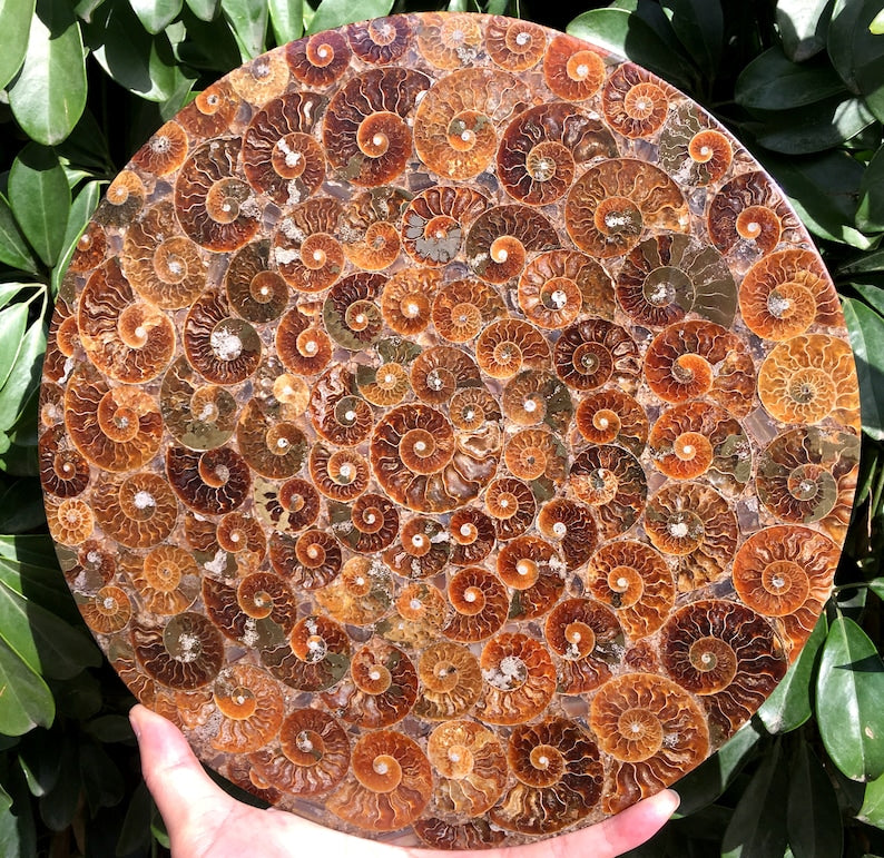 Ammonite Shell Jurassic Fossil Disk from Madagascar/110 million year old fossil Dinosaur home decoration