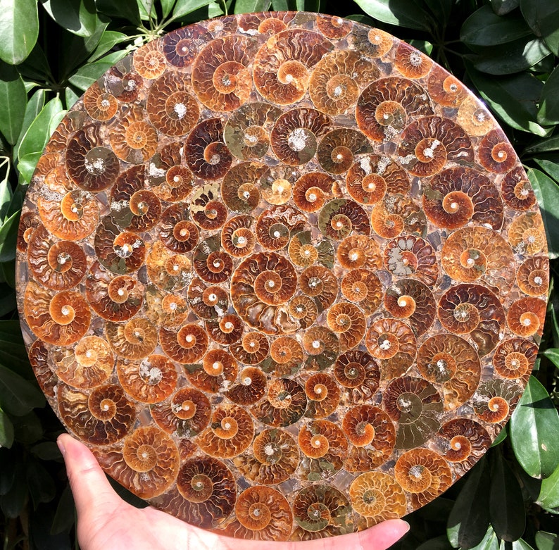 Ammonite Shell Jurassic Fossil Disk from Madagascar/110 million year old fossil Dinosaur home decoration