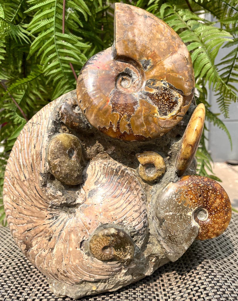Natural Huge Various chrysanthemum stone combinations/from Madagascar/Perisphinctes species/165 Million Years Old/Jurassic Period