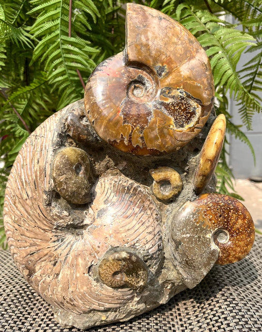 Natural Huge Various chrysanthemum stone combinations/from Madagascar/Perisphinctes species/165 Million Years Old/Jurassic Period
