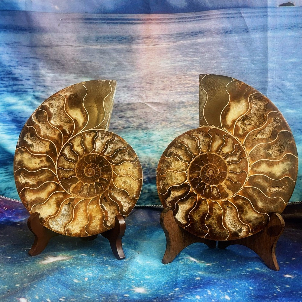 1576G Natural Ammonite Fossil Conch Fossil Fossil Specimen Madagascar 3