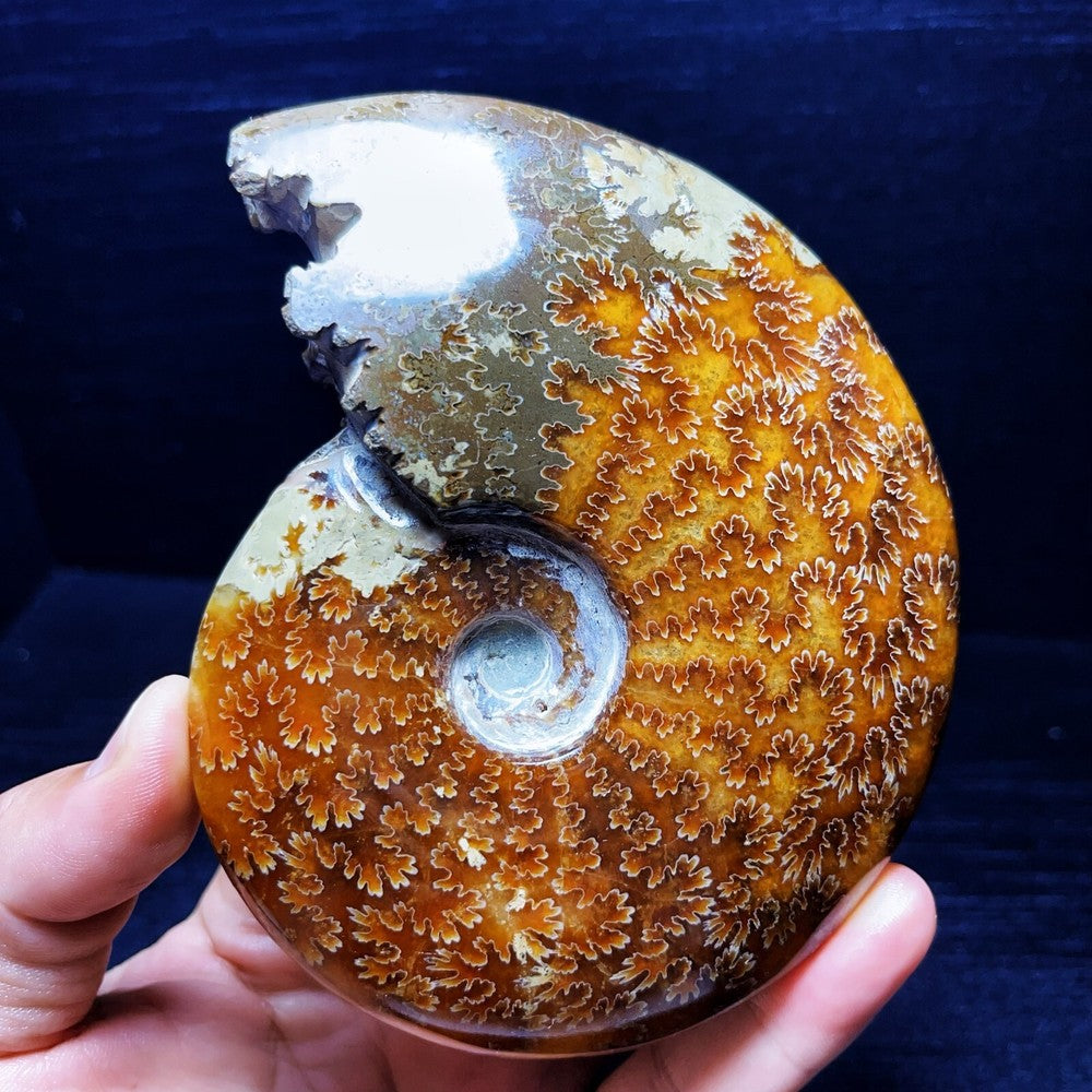 445G Natural Polished Ammonite Crystal Madagascar