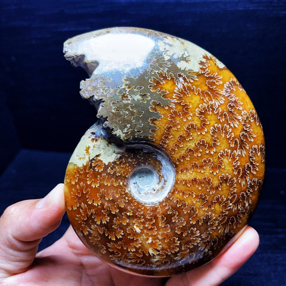 445G Natural Polished Ammonite Crystal Madagascar