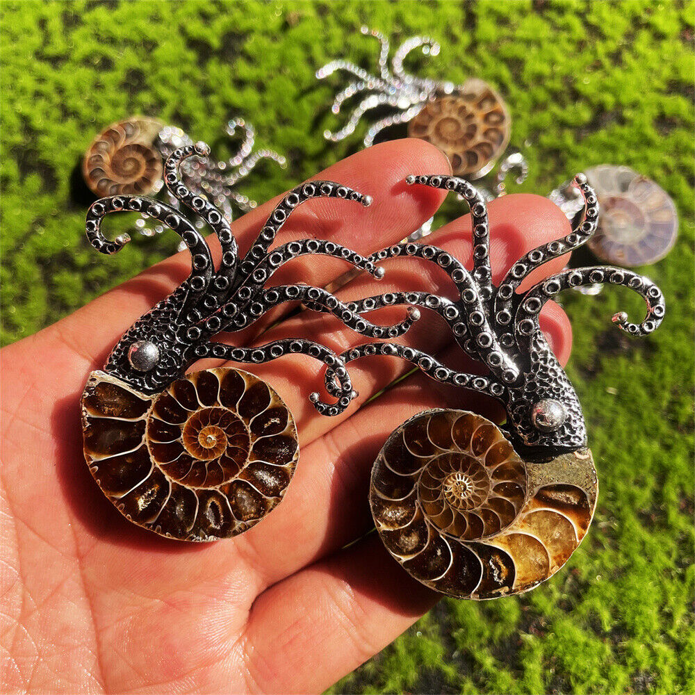 Natural Ammonite Fossil Conch Specimen Healing brooch 1pc