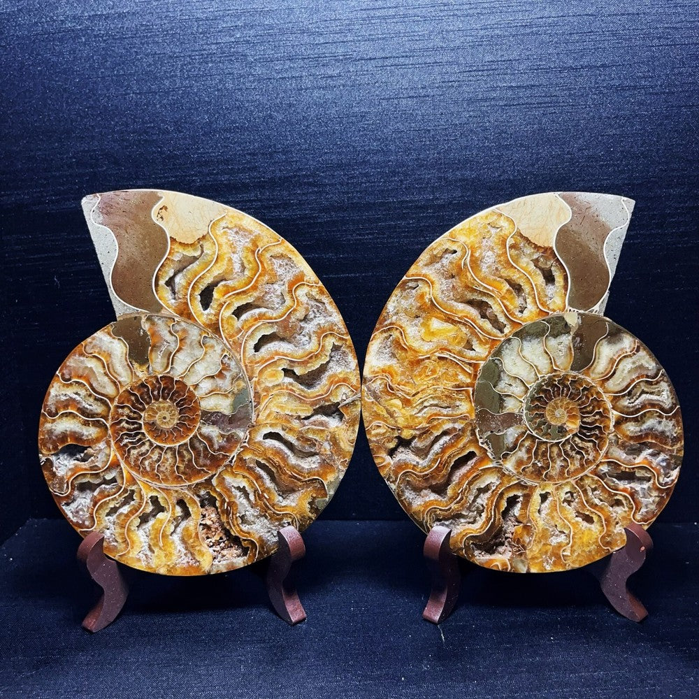 920G A Pair Natural Polished Ammonite Fossil Crystal Madagascar