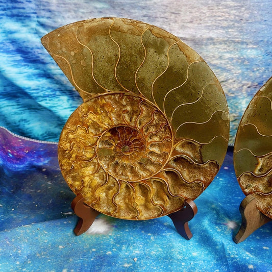 1820G Natural Ammonite Fossil Conch Fossil Fossil Specimen Madagascar 2